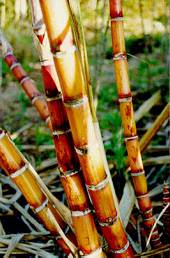 bambu.jpg (13522 bytes)