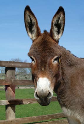 burro.jpg (16263 bytes)