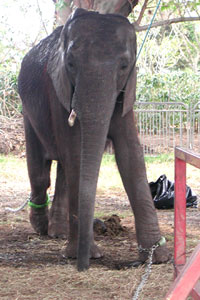 El elefante del circo