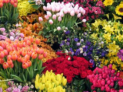 flores flores