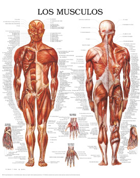 músculos del cuerpo humano