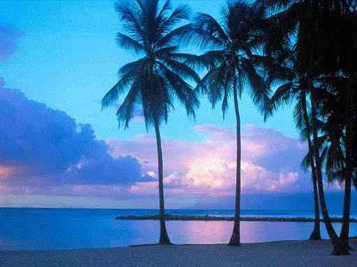 palmeras palmeras